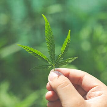 A marijuana leaf