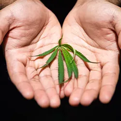 marijuana leaves